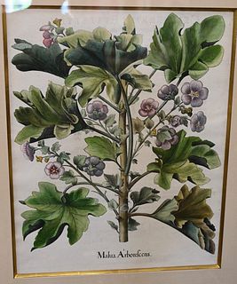 After Basilius Besler (German, 1561 - 1629), Malau Arborescens, circa 1613, engraving hand coloring on paper, sight size 19" x 15 1/2".