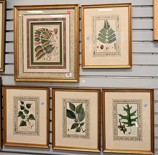 Group of Five Botanical Hand Colored Engravings, to include four after F. Andrew Michaux, "Red Beech", "Common European White Birch", "Scarlet Oak", "