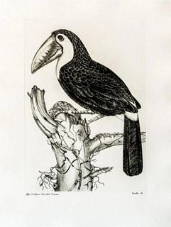 Jack Coutu - Sulphur Breasted Toucan