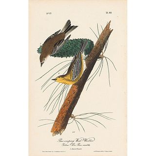 John James Audubon (After) - Pine Creeping Warbler
