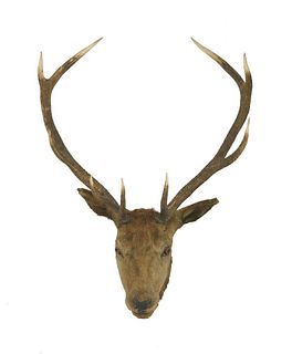 A mounted red deer stag head, 70cm wide