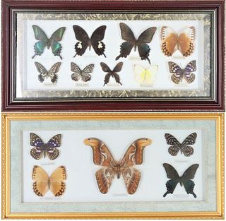 (2) Framed Butterfly Specimens