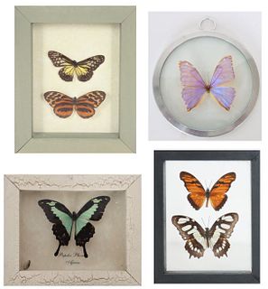 Group of (4) Framed Butterfly Specimens
