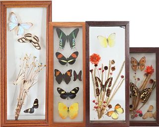 (4) Vintage Butterfly Specimens Cases