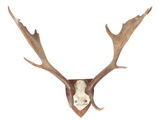 Red Stag Mounted Antlers from Argentina