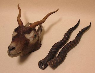 A mounted springbok head and a pair of horns <br> <br>