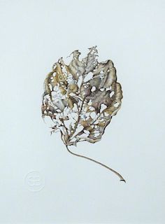 Susannah Blaxill (Australian, b. 1954) Study of a leaf (lacey) bears artist's stamp lower left "SB"