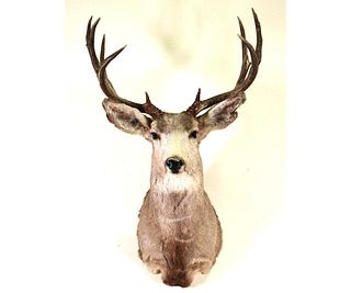 WHITE-TAILED BUCK SHOULDER MOUNT