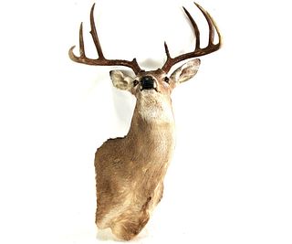 WHITE-TAILED BUCK SHOULDER MOUNT.