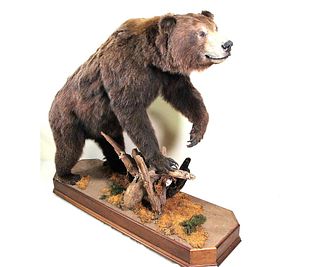 BROWN BEAR FULL BODY MOUNT ON CUSTOM BASE