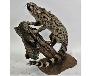 SMALL SPOTTED GENET FULL BODY MOUNT