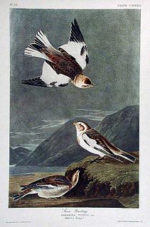 John James Audubon (After) - Snow Bunting