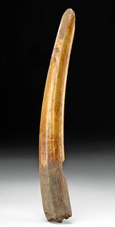 12th C. Alaskan Thule Fossilized Walrus Ivory Axe