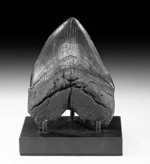 Large Fossilized Megalodon Tooth w/ Black Hues
