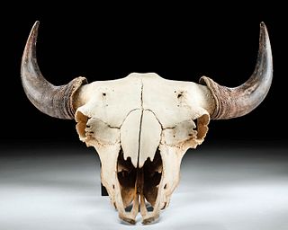 20th C. Salish / Kootenai North American Bison Skull