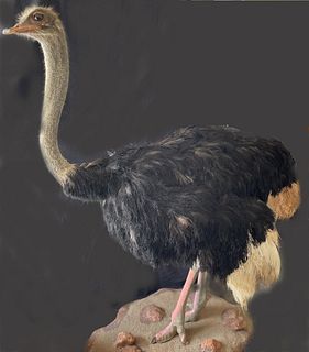LIFE SIZE STANDING OSTRICH MOUNT