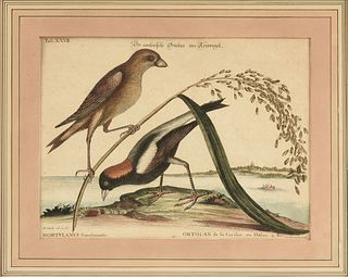 after MARK CATESBY (English 1683-1749) A GROUP OF THREE NORTH AMERICAN BIRD PRINTS, NUREMBERG, 1749-1775,