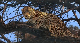 KIM DONALDSON (Zimbabwean b. 1952) A DRAWING, "Leopard at Twilight,"