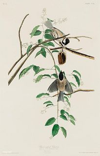 John James Audubon - Carolina Titmouse