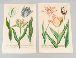 Pair of Hand Colored Botanical Prints C.1730's