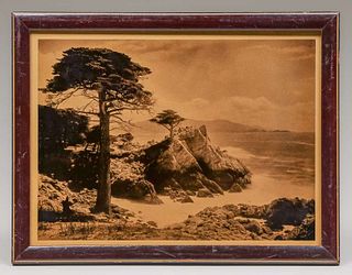 California Lone Cypress Orotone Photo c1910