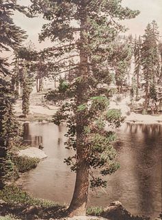 Antique Lake Tahoe Pine Tree Tinted Photo c1920s