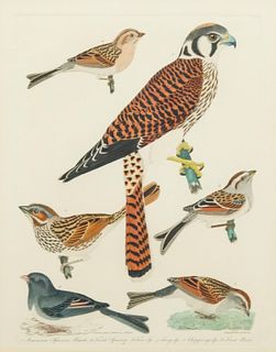 Alexander Wilson, Sparrow & Snow Bird Print