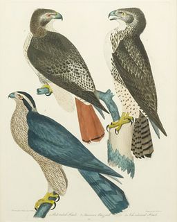 Alexander Wilson, Two Hawks and a Buzzard