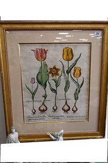 After Basilius Besler (German, 1561 - 1629), Tulipaex Purpura Rosea Persica (Tulips), circa 1613, hand colored engraving on paper, sight size 19 1/2" 