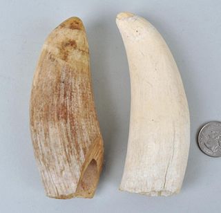 Two Antique Whale Teeth