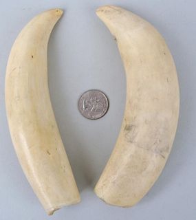 Two Large Antique Whale Teeth