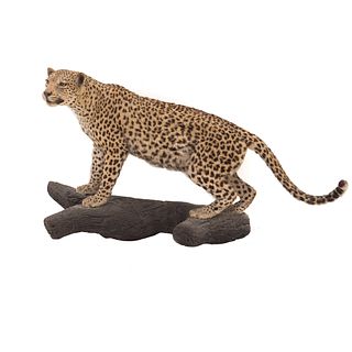 Jaguar. SXX. Taxidermia. Con base a manera de tronco. 140 cm de longitud