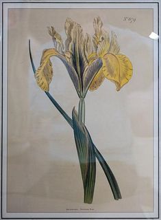 William Curtis - Yellow Iris