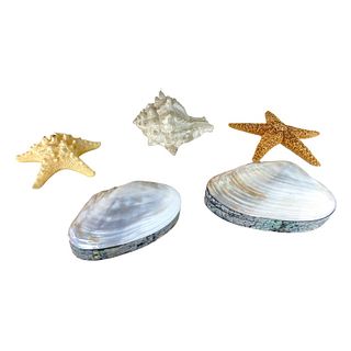 (5) Five Composition Shells And Sea Life