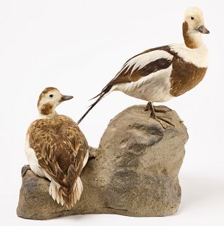 Taxidermy Mount Pair of Old Squaw Ducks