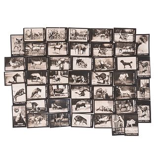 Drogueria del Elefante. Animales / Letras / Retrato. Mexiko: A. Vargas Sucs, principios de siglo XX. Fotografías, 3.5x5.5cm. Piezas: 44