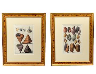 PAIR OF HAND COLORED ENGRAVINGS OF SEA SHELLS