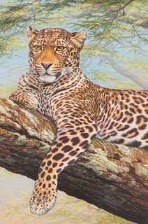 Kim Brooks  Leopard in Acacia Tree, Serengeti