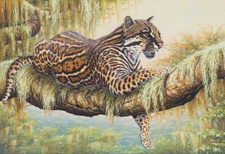 Kim Brooks  Jaguar in Tree