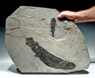 Fossilized Devonian Gyroptychius & Osteolepsis Fish