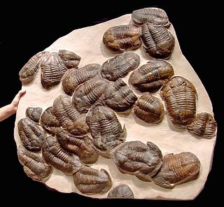 Giant Fossilized Asaphus Trilobites - Mass Colony!