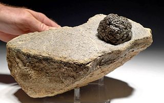 Rare Fossilized German Permian Stromatolite Ball Colony