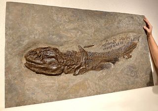 Rare Permian Orthacanthus Shark Fossil, Bitten in Half!