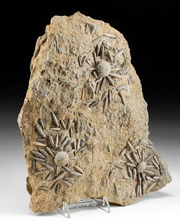 Natural Fossilized Sea Urchins on Matrix w/ Spines