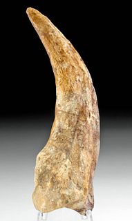 Large Fossilized Spinosaurus Hand Claw