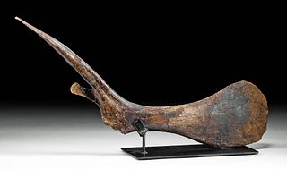 Large & Important Fossilized Edmontosaurus Pubis Bone