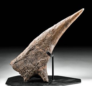 Fossilized Triceratops Right Brow Horn w/ Eye Socket