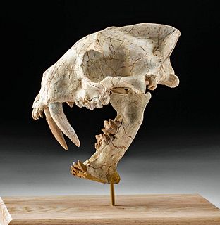 Rare Fossilized Hoplophoneus Saber Cat Skull