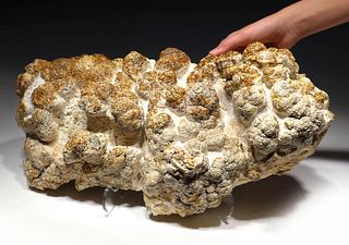 Rare Oligocene Stromatolite Cyanobacteria Fossil Colony