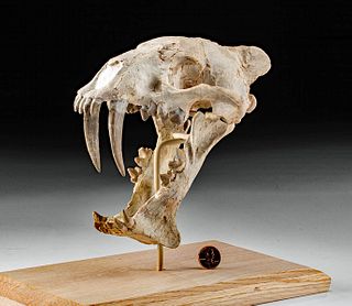 Amazing & Rare Fossilized Hoplophoneus Saber Cat Skull
